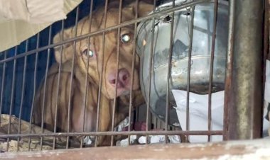 Homem é preso em flagrante e recebe multa de R$ 222 mil pelo crime de maus-tratos na zona sul de Marília. Indivíduo mantinha 48 gatos e 26 cães em gaiolas e cercados de madeira. 