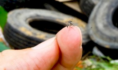 Prefeitura confirma primeira morte por dengue no ano. Outros quatro casos são investigados.