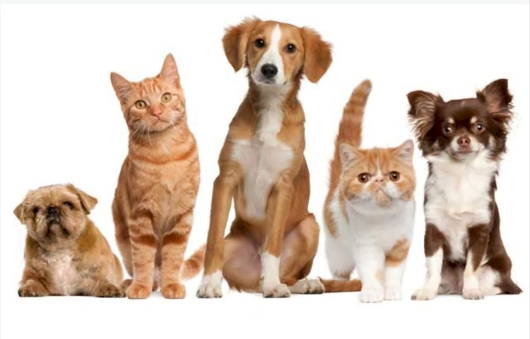 Governo de Garcia inclui proteção animal e apoio aos tutores e cuidadores por toda vida