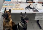 Com ajuda dos cães Seth e Kaia, Polícia Militar prende homem por tráfico de drogas e posse ilegal de arma de fogo na zona sul de Marília